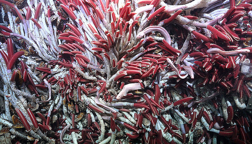 © Schmidt Ocean Institute